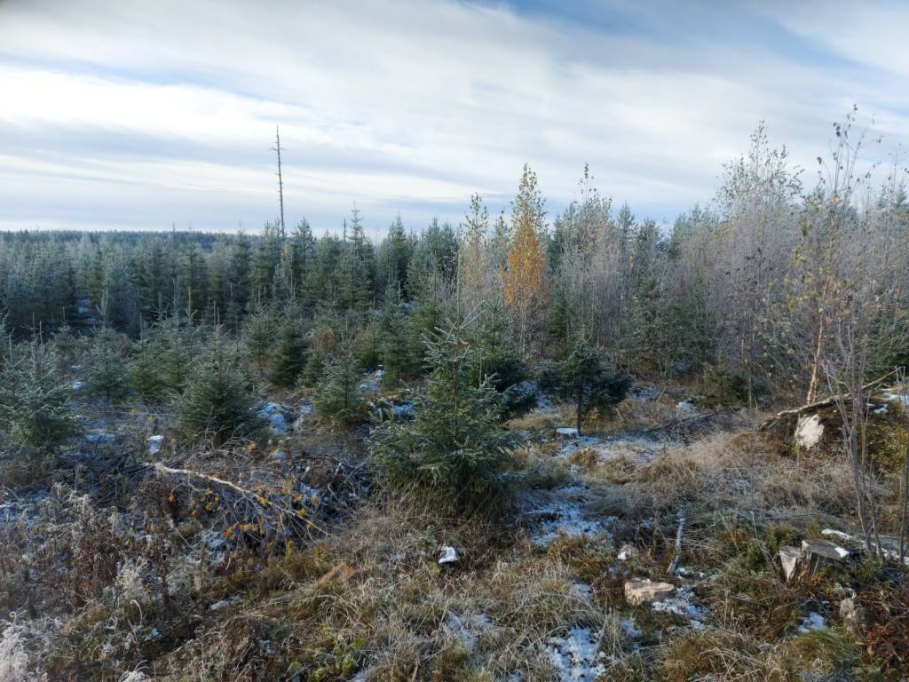 Varhaisperkaus, taimikonhoito, taimikon varhaisperkaus, taimikon perkaus